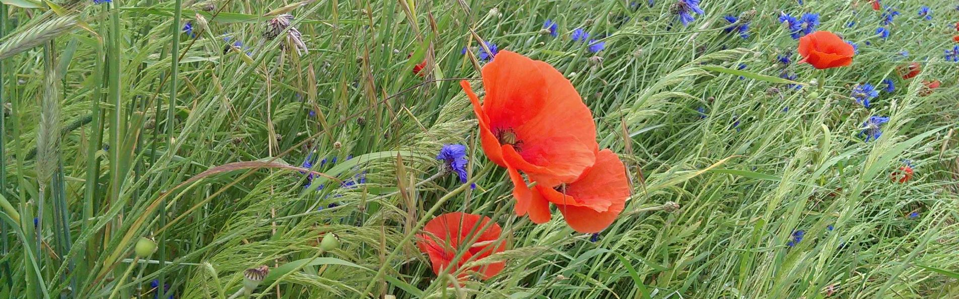 Klatschmohn