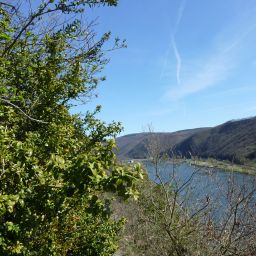 Blick auf die Mosel in Richtung Müden