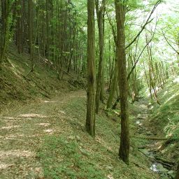 Wanderweg entlang des Rollsbaches